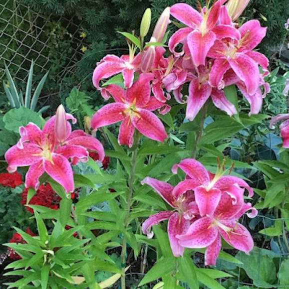 Meet your Posher, Cheryl - Picture 1 of 1